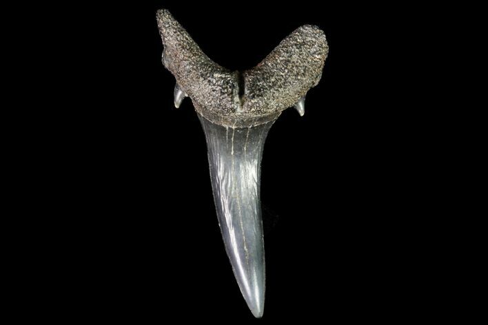 Fossil Sand Tiger Shark Tooth - Georgia #74859